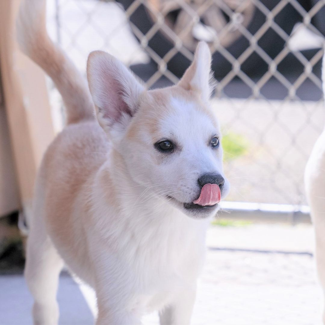 Husky Mix Puppies