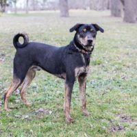 blue mountain heeler