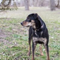 Mango, an adoptable Australian Cattle Dog / Blue Heeler, Mountain Cur in Duart, ON, N0L 1H0 | Photo Image 2
