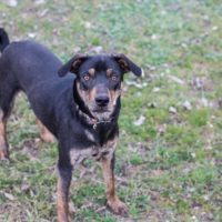 Mango, an adoptable Australian Cattle Dog / Blue Heeler, Mountain Cur in Duart, ON, N0L 1H0 | Photo Image 3