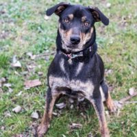 Mango, an adoptable Australian Cattle Dog / Blue Heeler, Mountain Cur in Duart, ON, N0L 1H0 | Photo Image 4