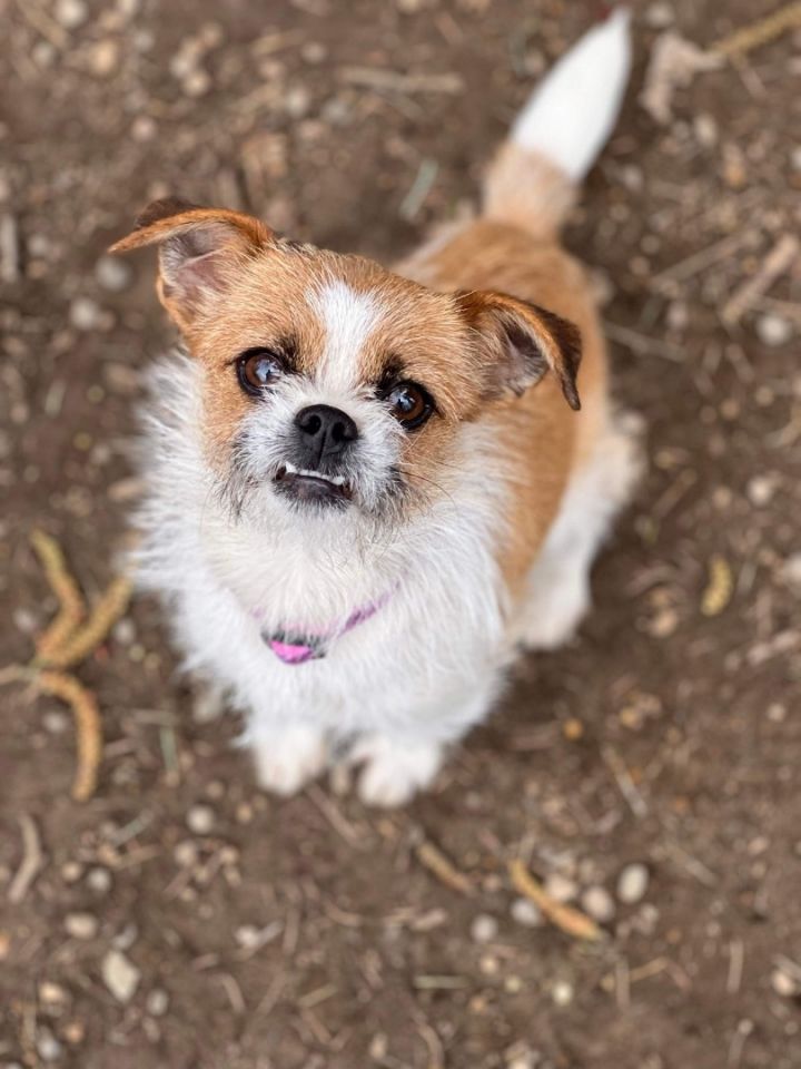 brussels griffon wags its tail