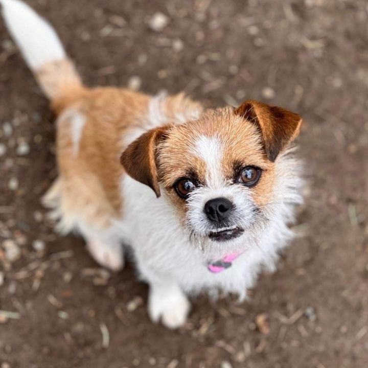 brussels griffon wags its tail