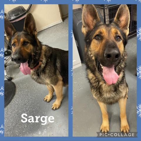 Sarge