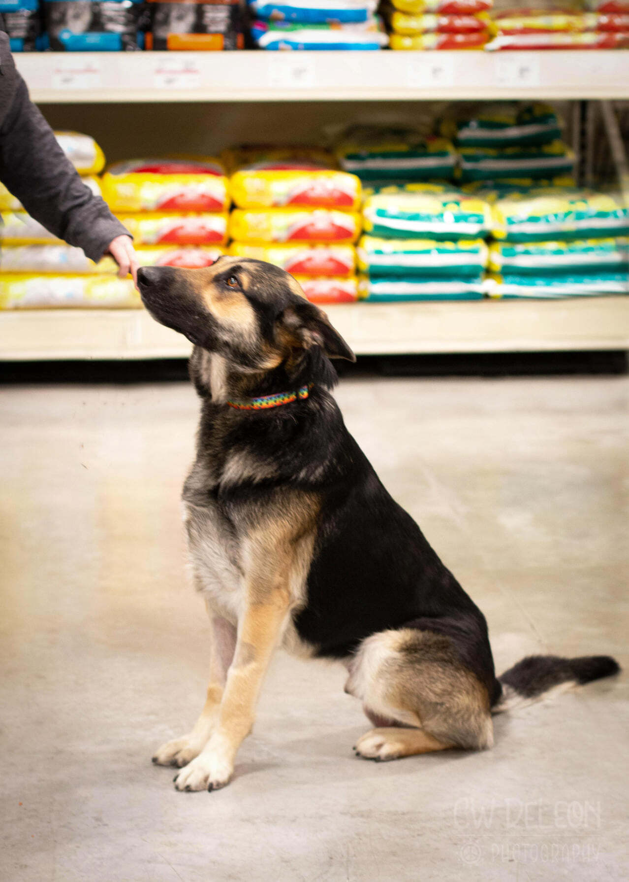 Big Ben, an adoptable German Shepherd Dog in West Richland, WA, 99353 | Photo Image 3