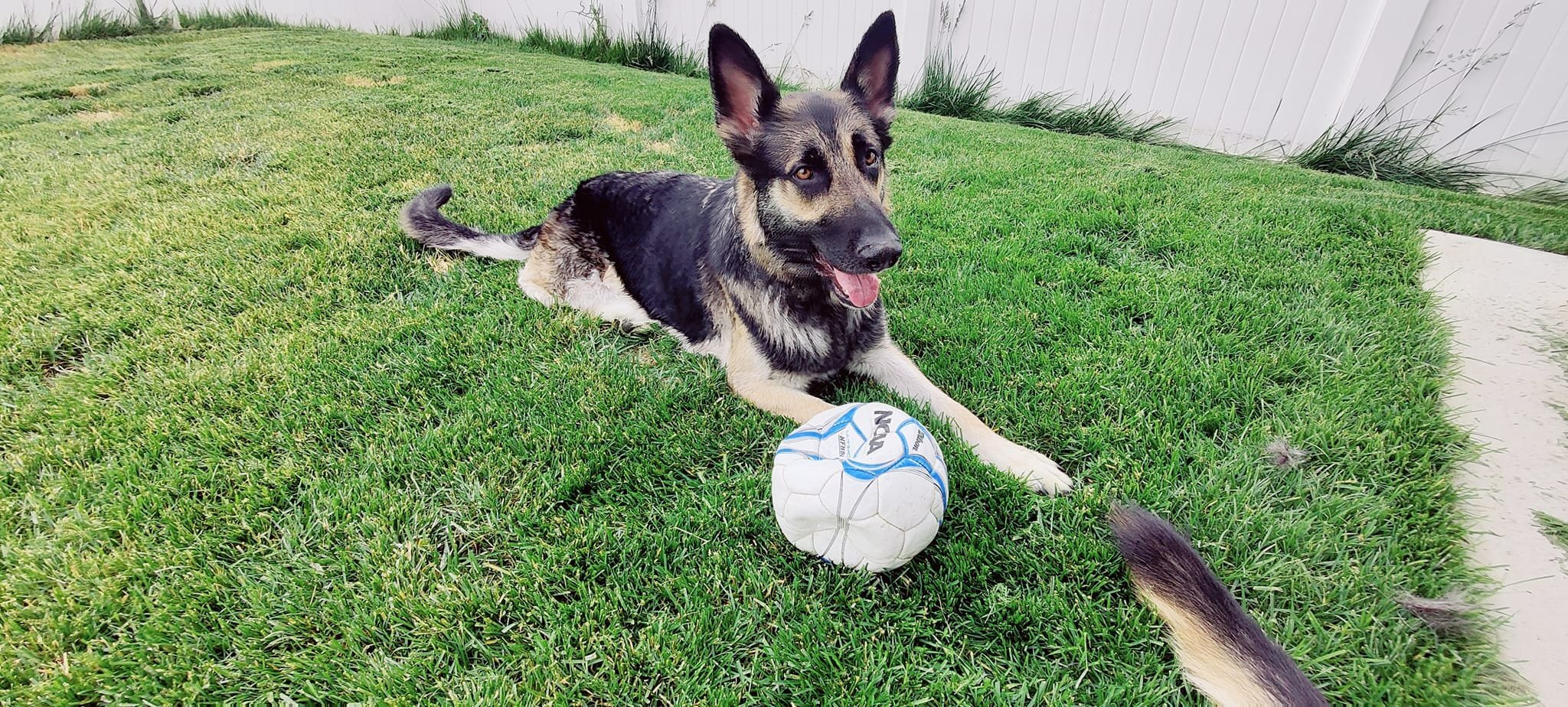 Big Ben, an adoptable German Shepherd Dog in West Richland, WA, 99353 | Photo Image 5