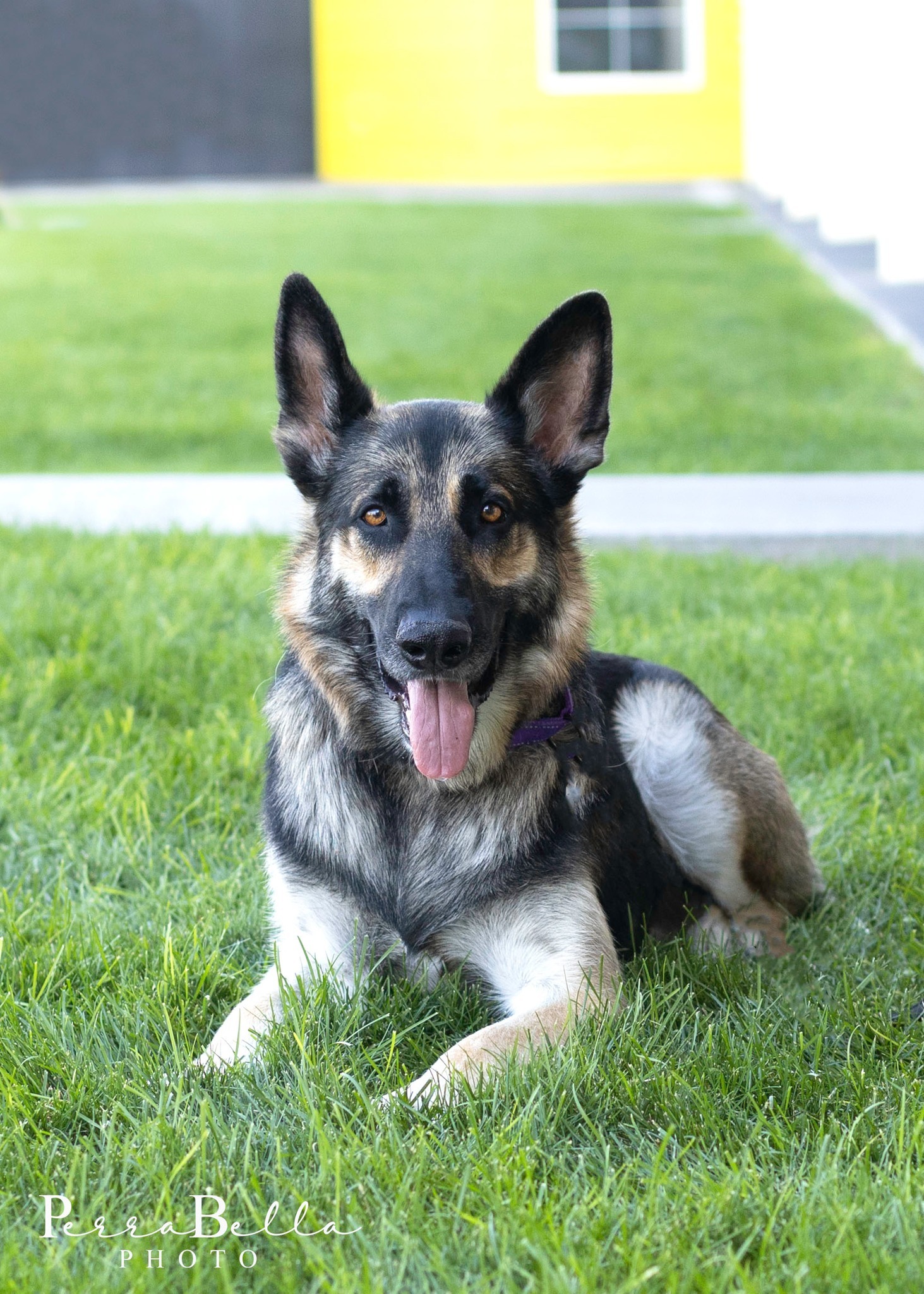 Big Ben, an adoptable German Shepherd Dog in West Richland, WA, 99353 | Photo Image 1