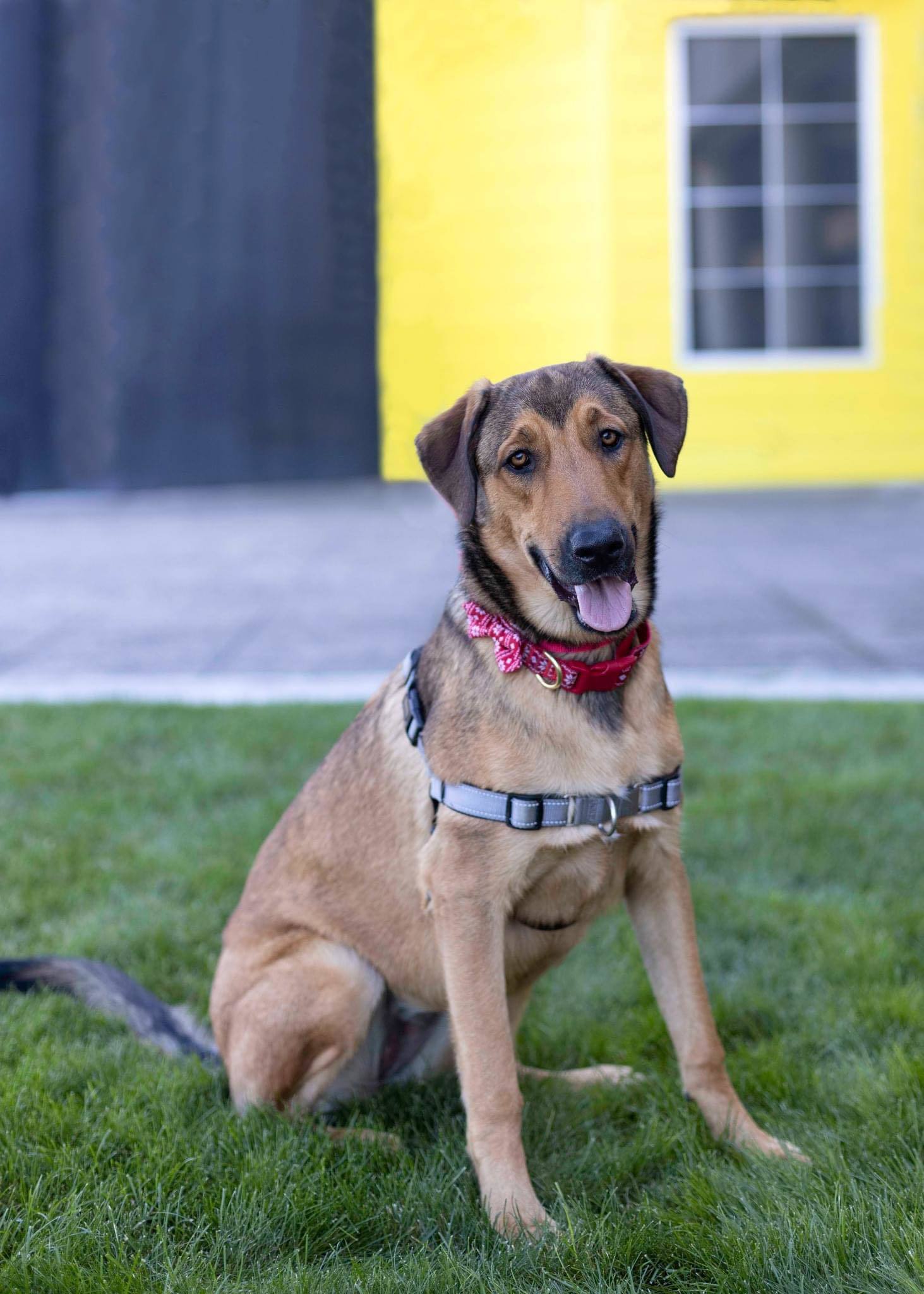 Juniper, an adoptable Rottweiler, German Shepherd Dog in West Richland, WA, 99353 | Photo Image 1