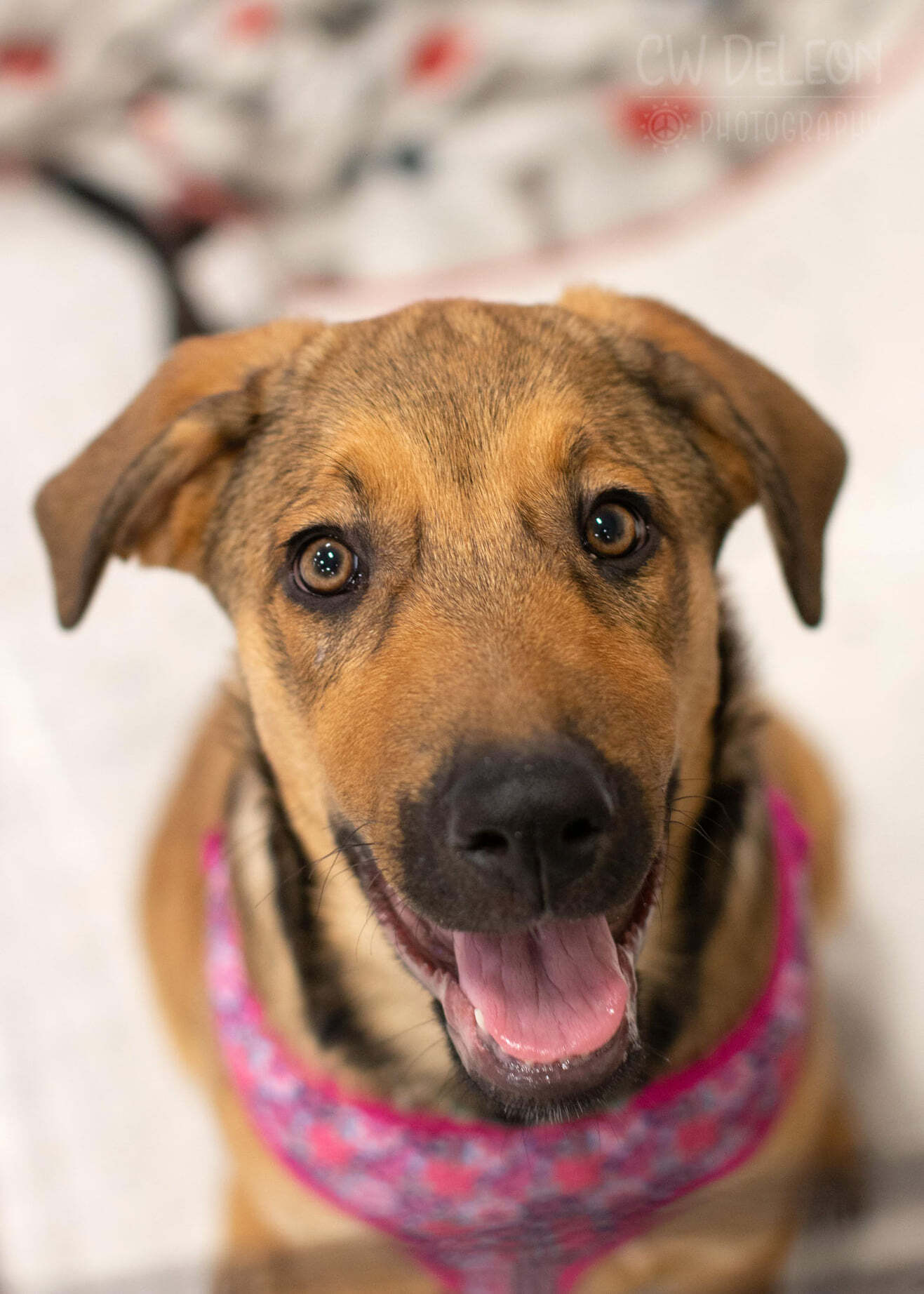 Juniper, an adoptable Rottweiler, German Shepherd Dog in West Richland, WA, 99353 | Photo Image 2