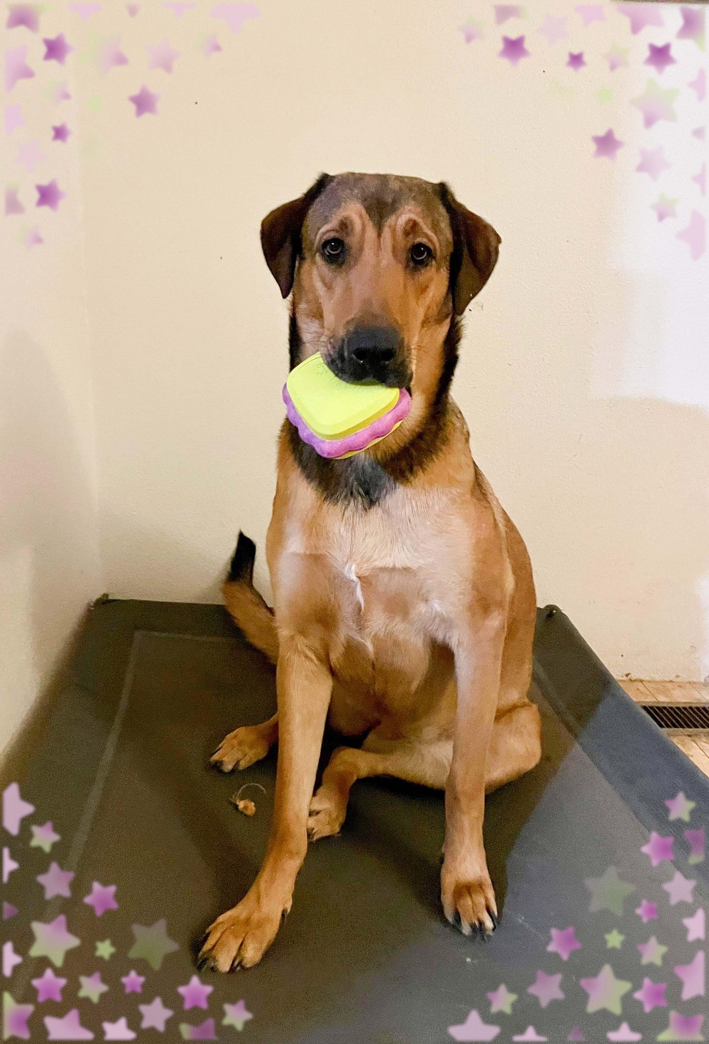 Juniper, an adoptable Rottweiler, German Shepherd Dog in West Richland, WA, 99353 | Photo Image 3