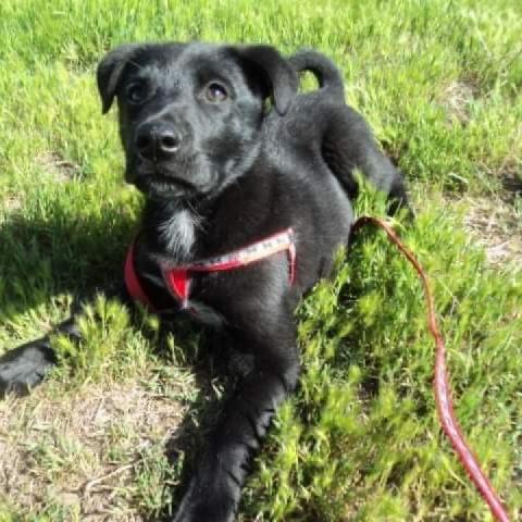 Goyo, an adoptable Black Labrador Retriever in San Diego, CA_image-6