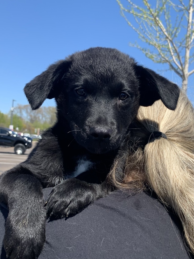 Licorice - Lab litter of 4