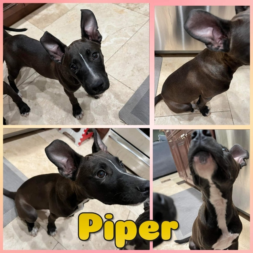 Piper