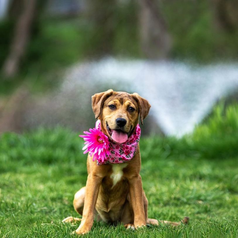 Lab/Hound Pups Girls