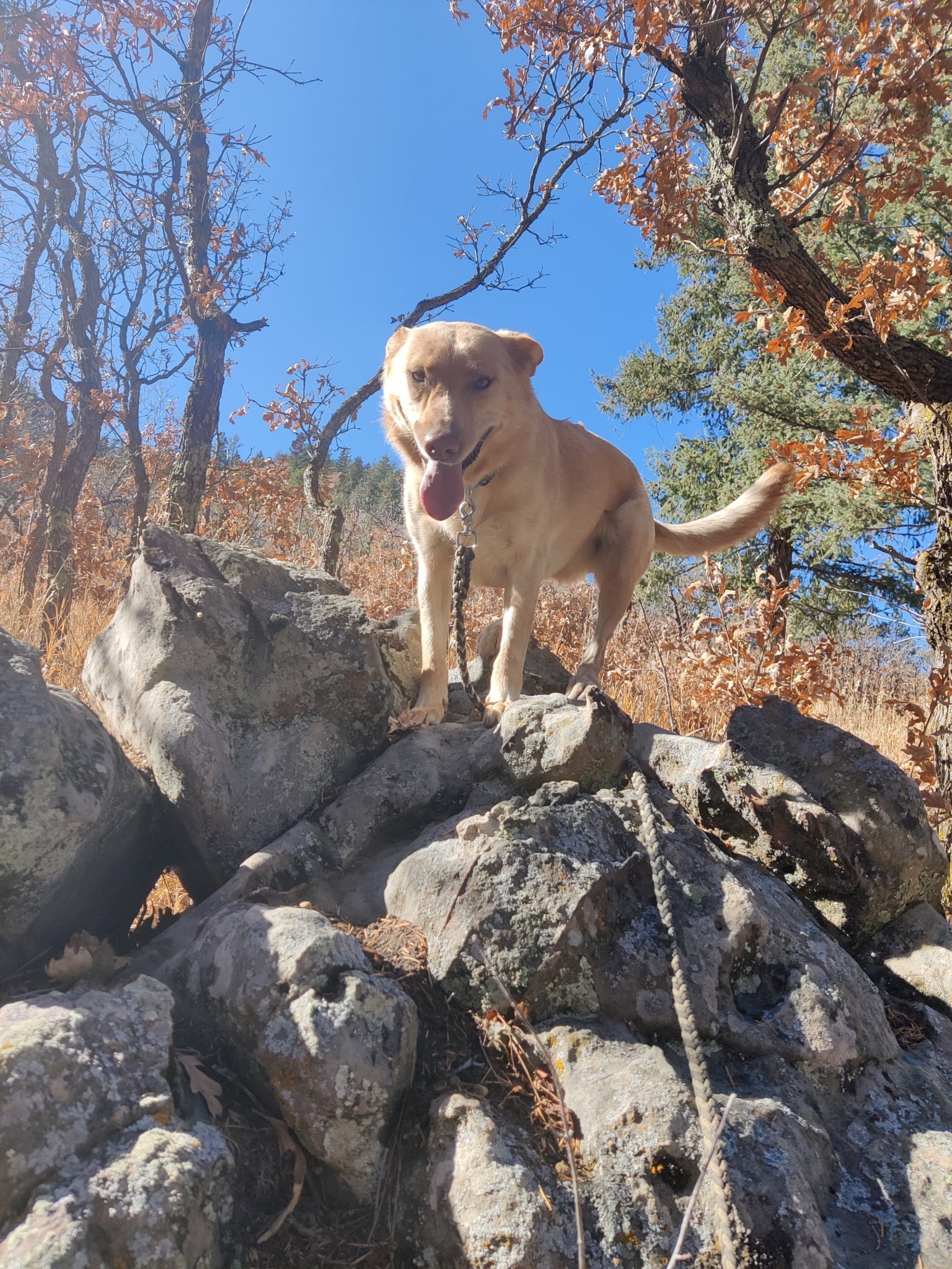 Sgt. Cora, an adoptable Carolina Dog in Colorado Springs, CO, 80907 | Photo Image 1