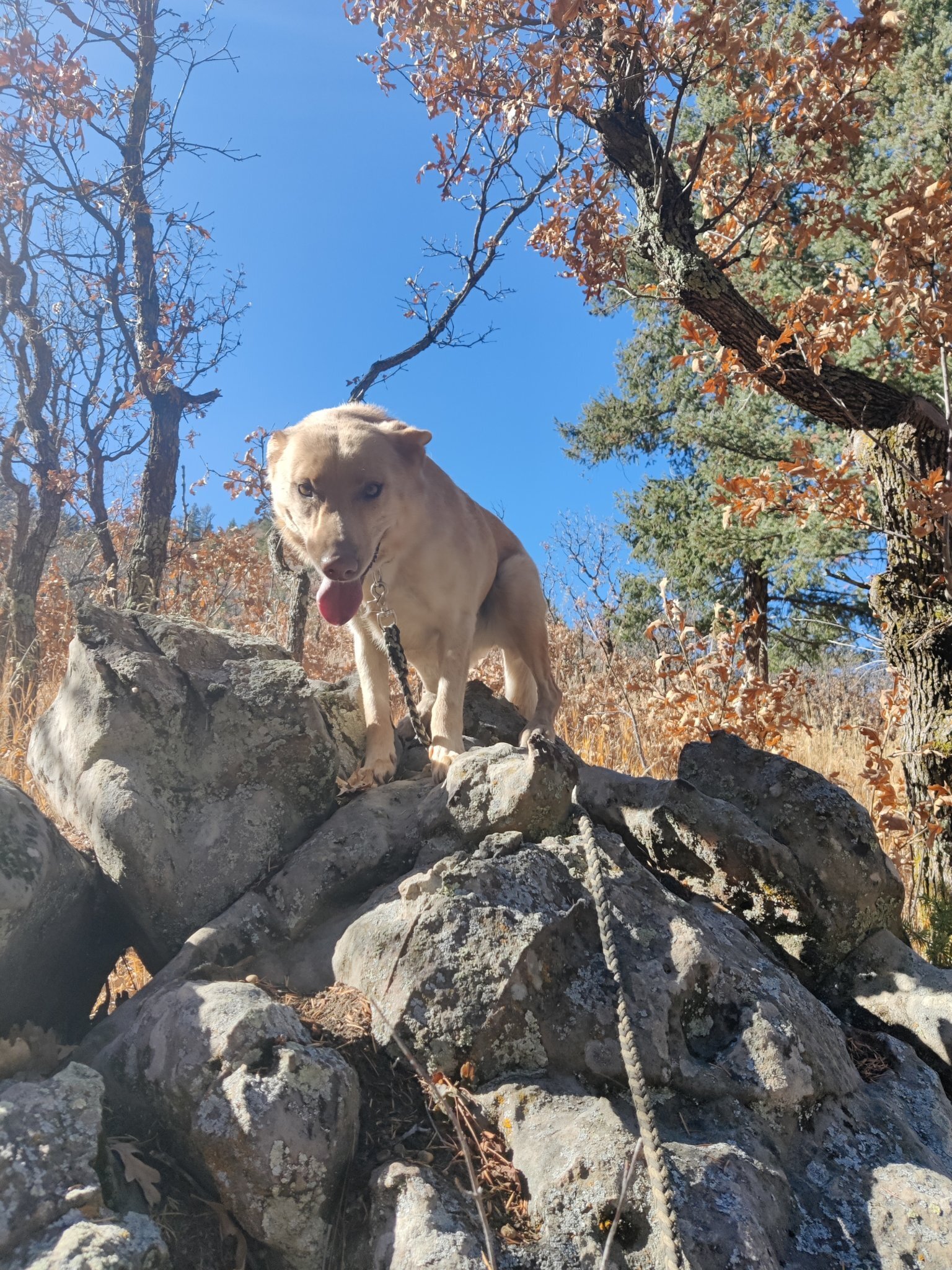 Sgt. Cora, an adoptable Carolina Dog in Colorado Springs, CO, 80907 | Photo Image 2
