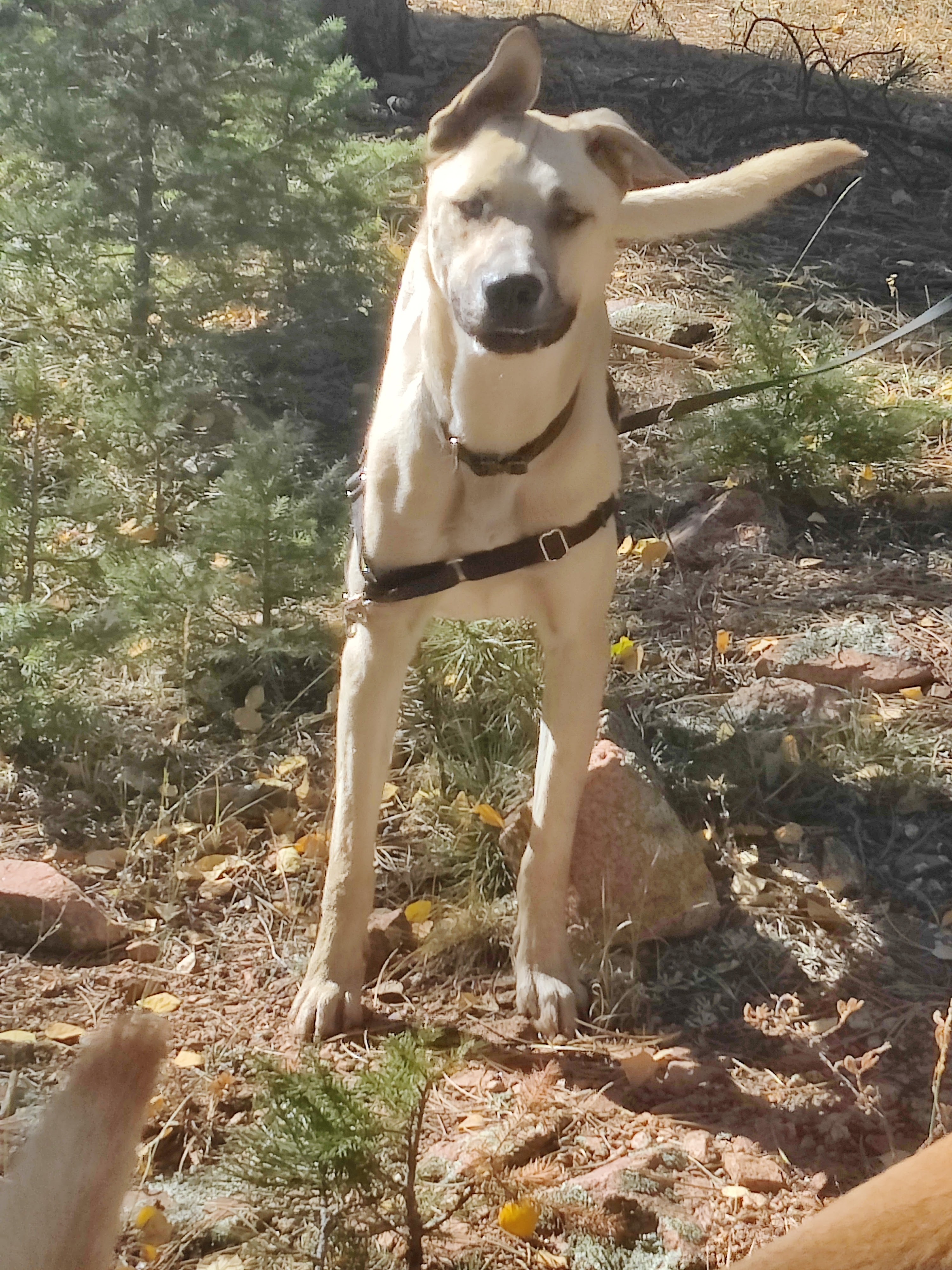 Zoboticka aka Zobo, an adoptable Siberian Husky, Pit Bull Terrier in Colorado Springs, CO, 80907 | Photo Image 1