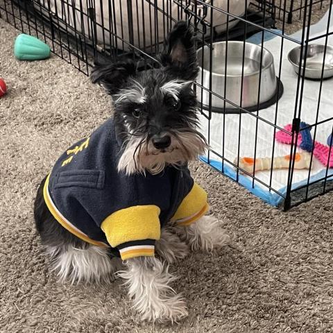 Maximus, an adoptable Schnauzer in Rensselaer, NY, 12144 | Photo Image 4