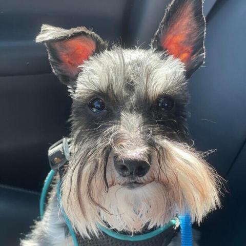 Maximus, an adoptable Schnauzer in Rensselaer, NY, 12144 | Photo Image 4