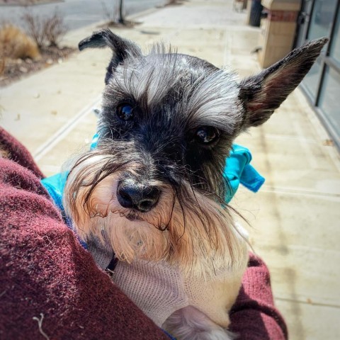 Senior best sale schnauzer rescue