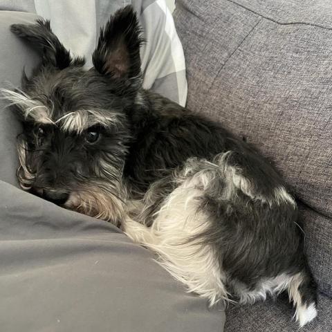 Maximus, an adoptable Schnauzer in Albany, NY, 12220 | Photo Image 4