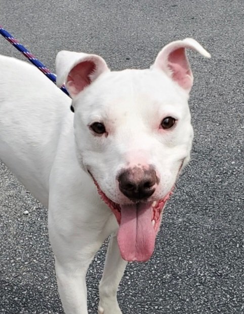 Pluto (deaf)-URGENT!