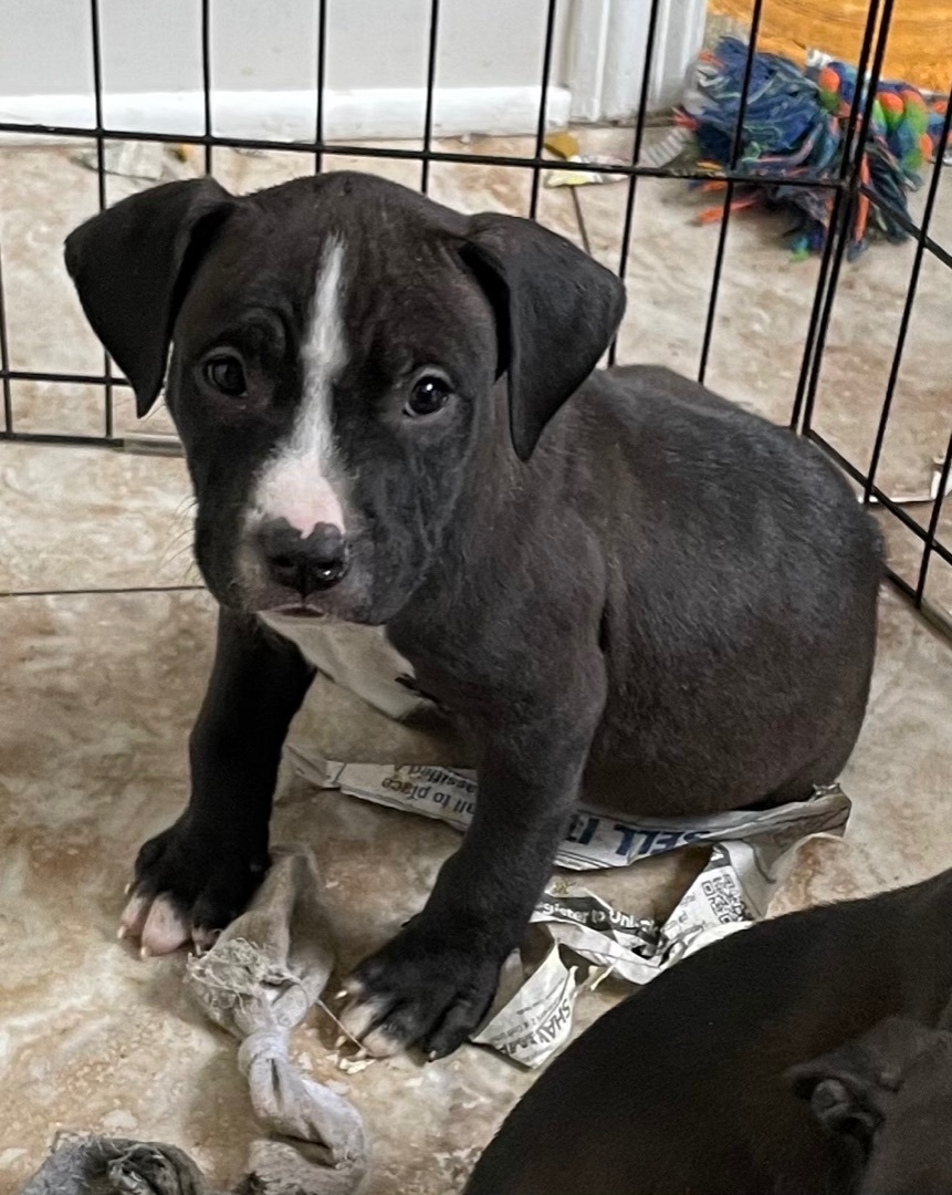 Lab Mix Puppies