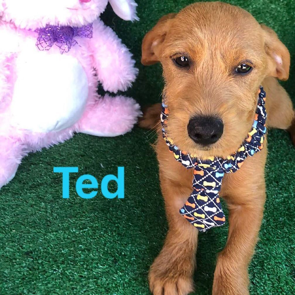 Ted