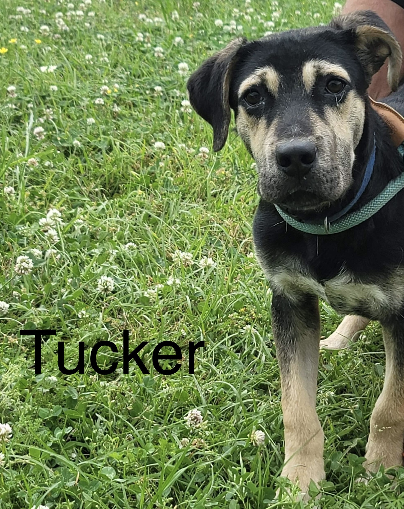 Tucker