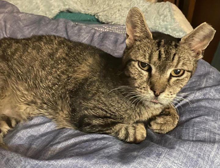Cat for adoption Tabby, a Tabby in Alexandria, VA Petfinder