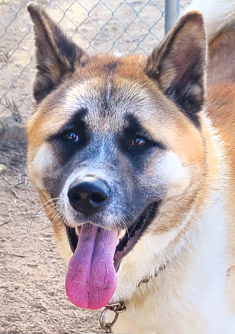 Branson, an adoptable Akita in Romoland, CA, 92585 | Photo Image 1