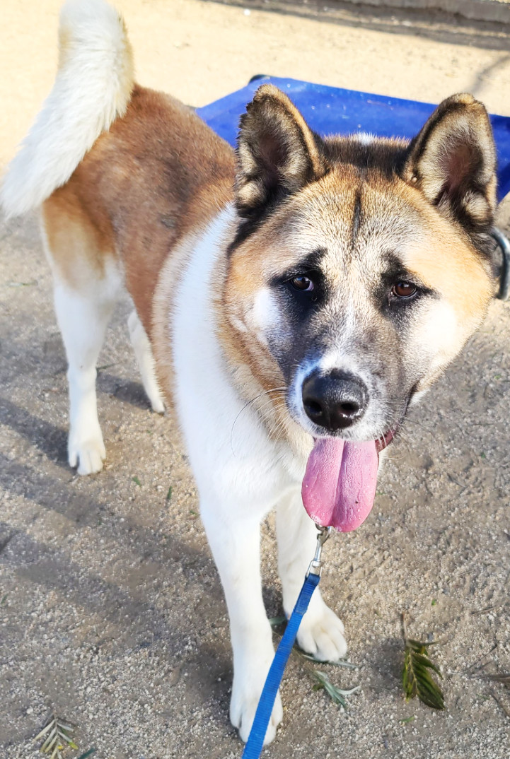 Branson, an adoptable Akita in Romoland, CA, 92585 | Photo Image 2