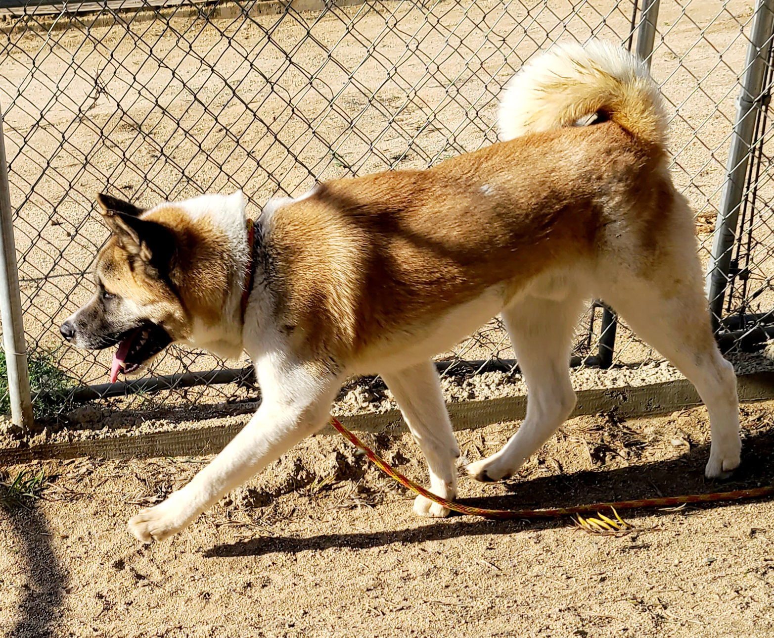 Branson, an adoptable Akita in Romoland, CA, 92585 | Photo Image 3