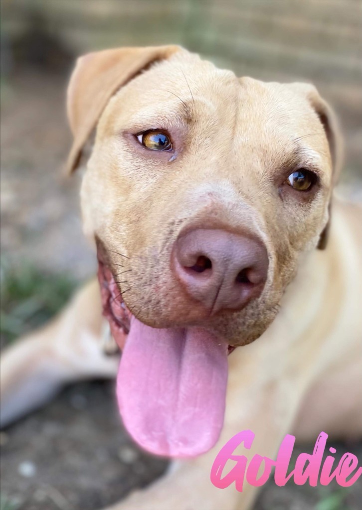 Goldie, an adoptable Pit Bull Terrier in El Dorado, AR, 71730 | Photo Image 1