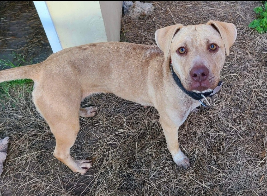 Goldie, an adoptable Pit Bull Terrier in El Dorado, AR, 71730 | Photo Image 2