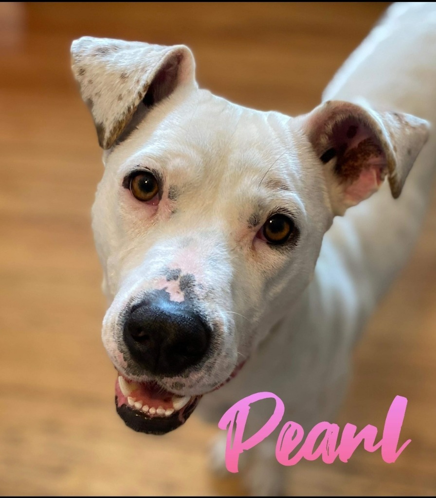 Pearl, an adoptable Terrier, Australian Cattle Dog / Blue Heeler in El Dorado, AR, 71730 | Photo Image 1