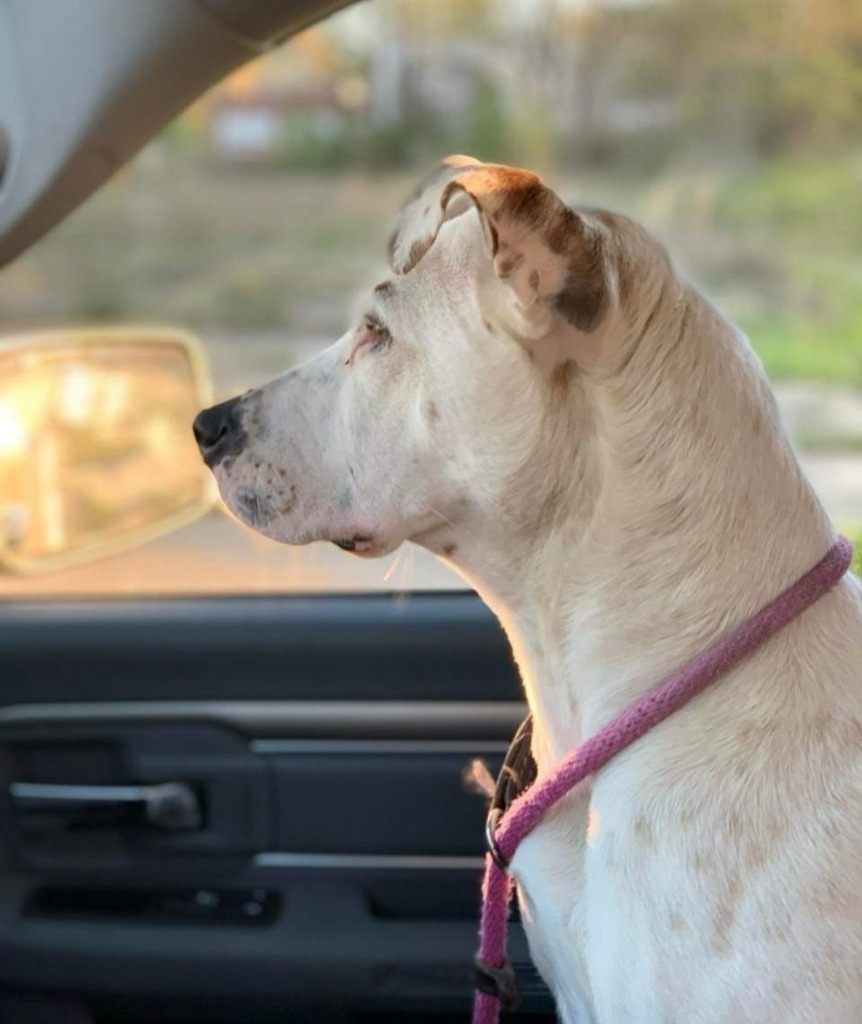 Pearl, an adoptable Terrier, Australian Cattle Dog / Blue Heeler in El Dorado, AR, 71730 | Photo Image 3