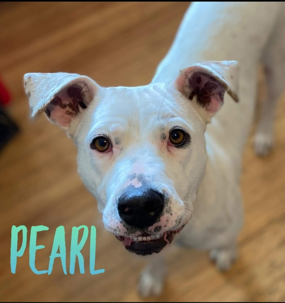 Pearl, an adoptable Terrier, Australian Cattle Dog / Blue Heeler in El Dorado, AR, 71730 | Photo Image 4