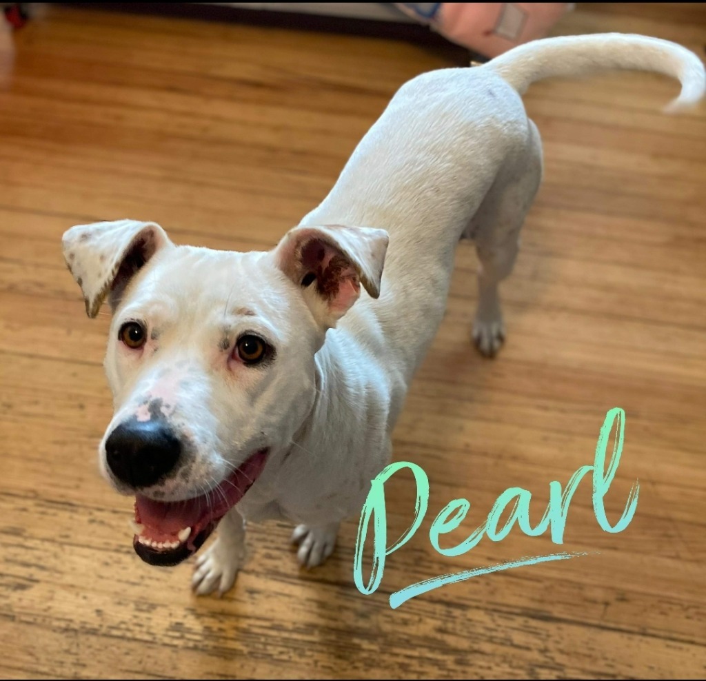 Pearl, an adoptable Terrier, Australian Cattle Dog / Blue Heeler in El Dorado, AR, 71730 | Photo Image 5