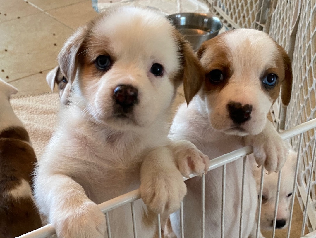 3 M/5 F PUPPIES AVAILABLE APRIL 27TH