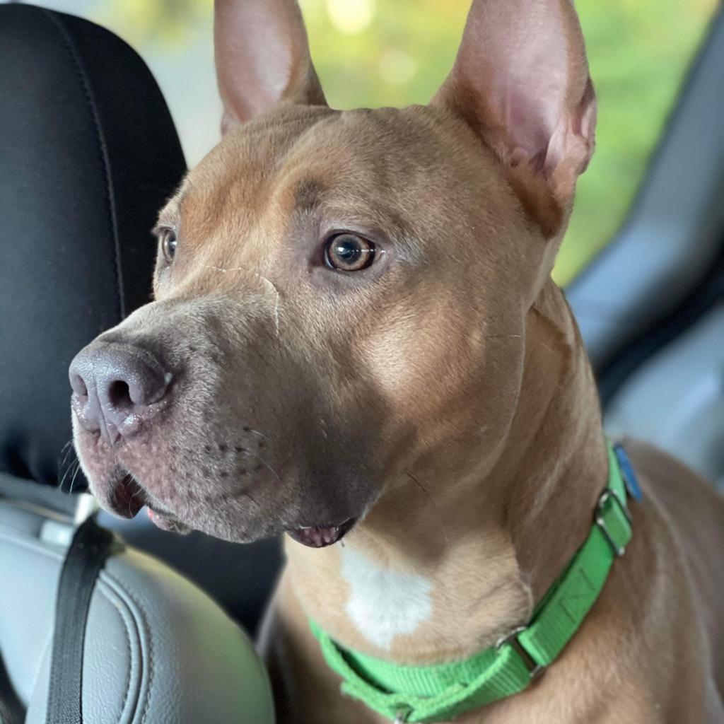 Marvel, an adoptable American Staffordshire Terrier in Houston, TX, 77095 | Photo Image 1
