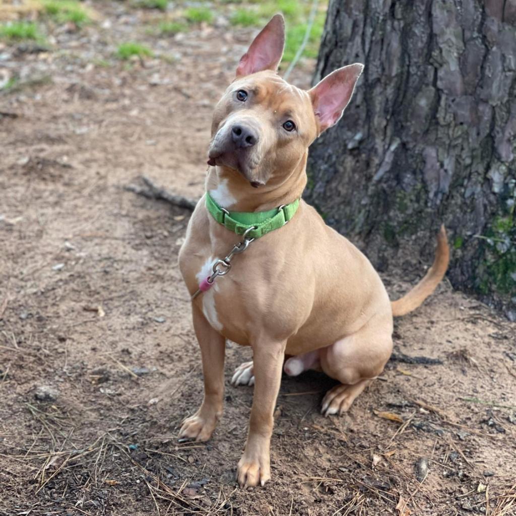 Marvel, an adoptable American Staffordshire Terrier in Houston, TX, 77095 | Photo Image 3