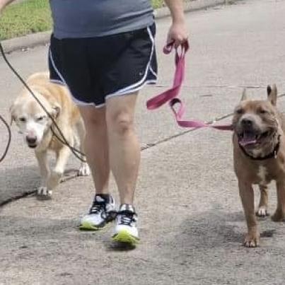 Marvel, an adoptable American Staffordshire Terrier in Houston, TX, 77095 | Photo Image 4