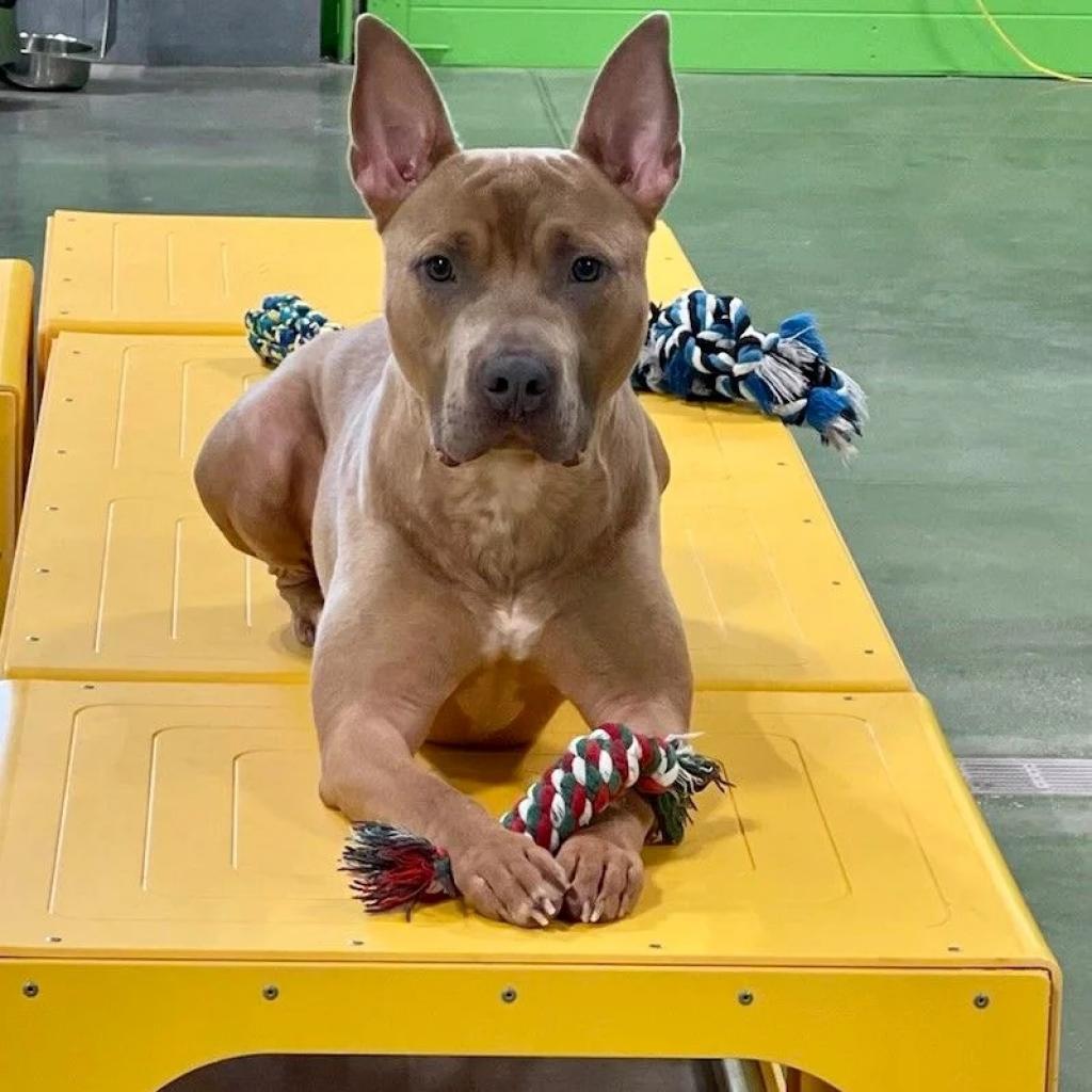 Marvel, an adoptable American Staffordshire Terrier in Houston, TX, 77095 | Photo Image 5