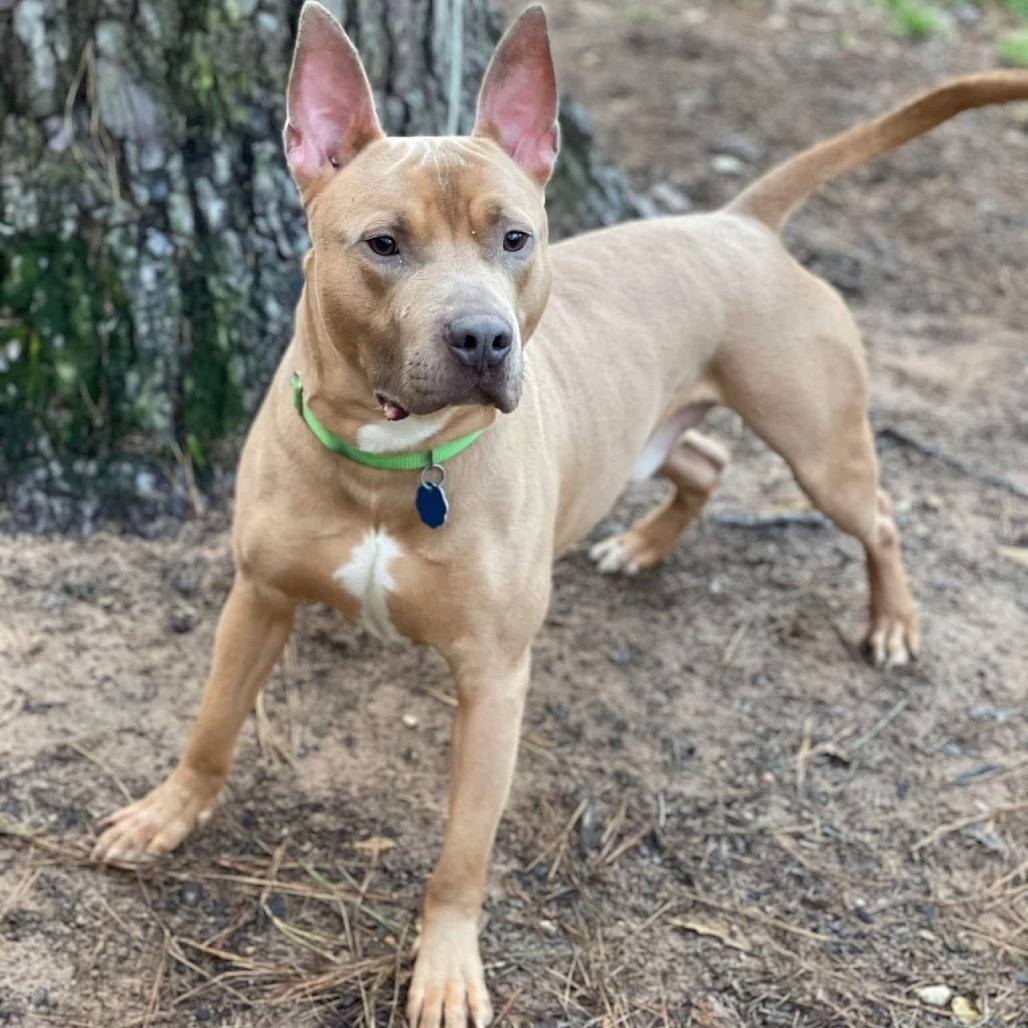 Marvel, an adoptable American Staffordshire Terrier in Houston, TX, 77095 | Photo Image 6