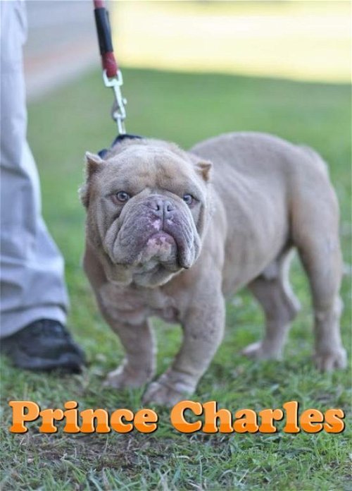 Prince Charles