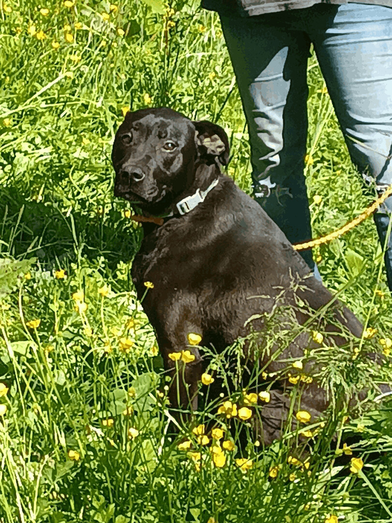Scarlett, an adoptable Labrador Retriever in Seattle, WA, 98106 | Photo Image 3
