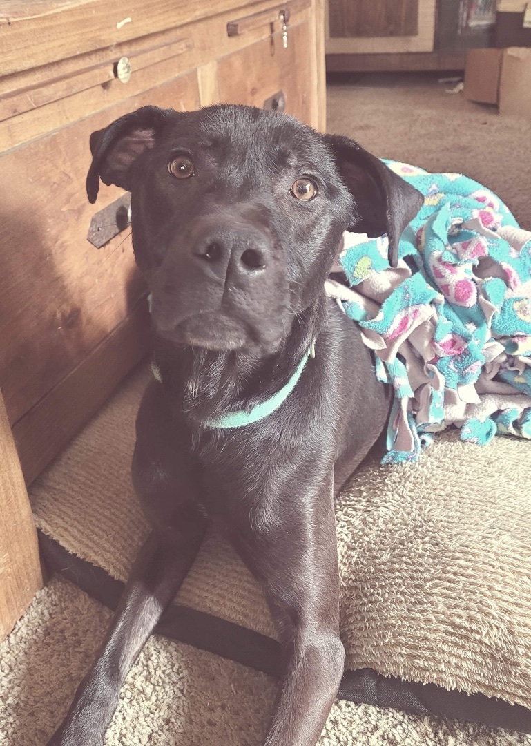 Scarlett, an adoptable Labrador Retriever in Seattle, WA, 98106 | Photo Image 4