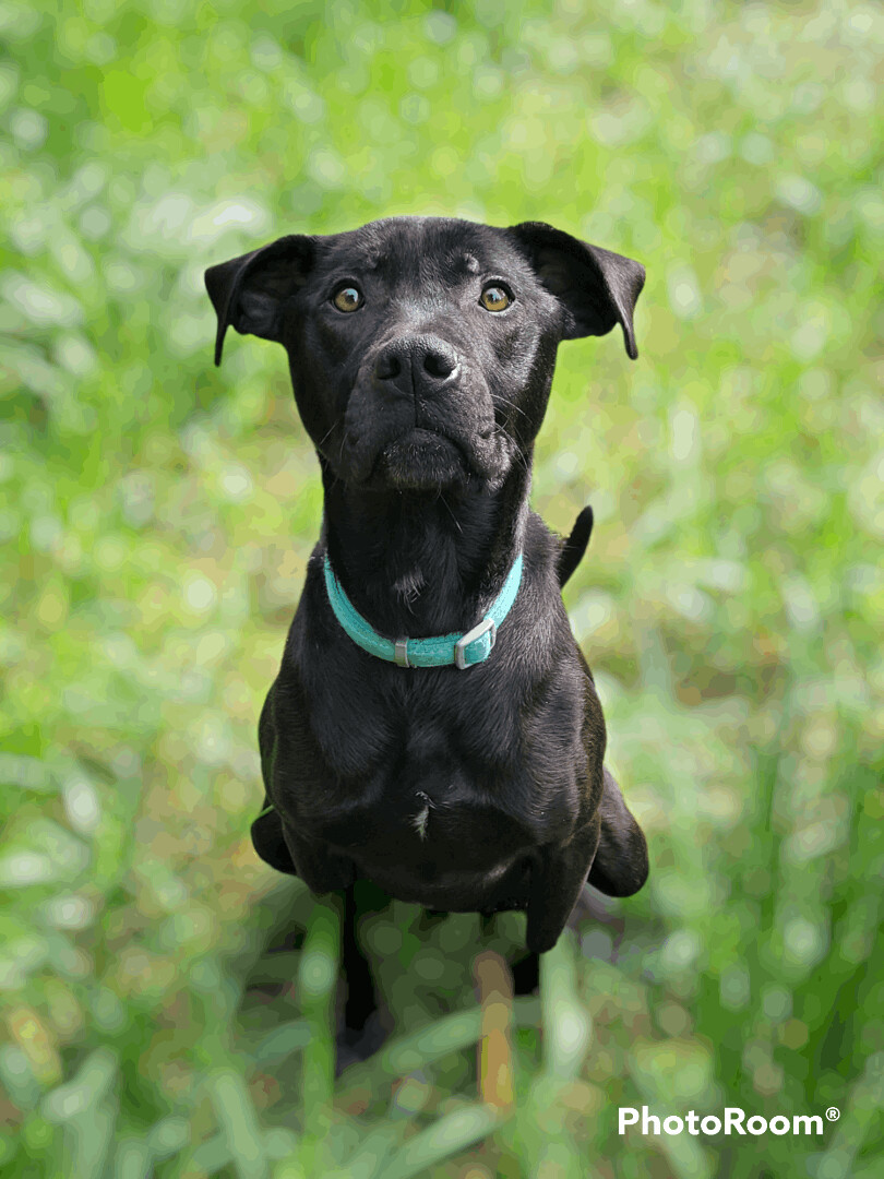 Scarlett, an adoptable Labrador Retriever in Seattle, WA, 98106 | Photo Image 6
