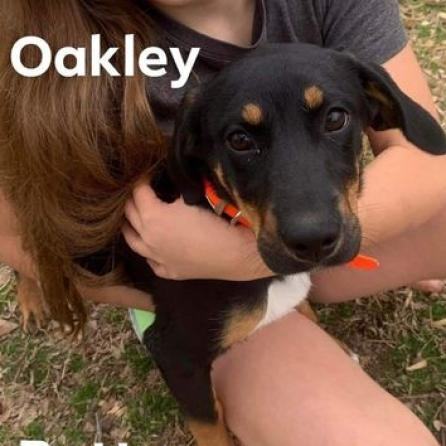 Oakley